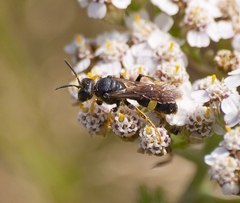 Cerceris rybyensis rybyensis