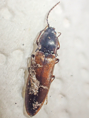 Acteniceromorphus volitans