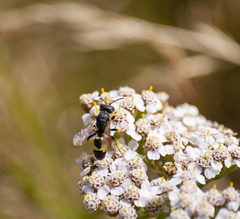 Cerceris rybyensis rybyensis