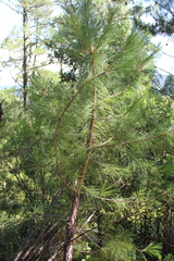Pinus lawsonii