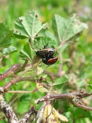 Calligrapha percheroni