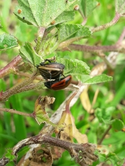 Calligrapha percheroni