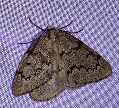 Nepytia pellucidaria