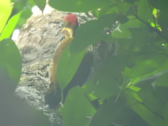 Piculus chrysochloros laemostictus