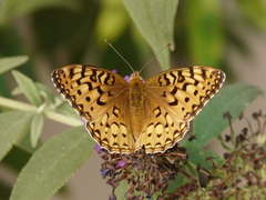 Speyeria coronis