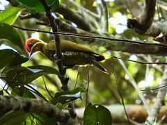 Piculus chrysochloros laemostictus