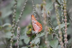 Anartia jatrophae