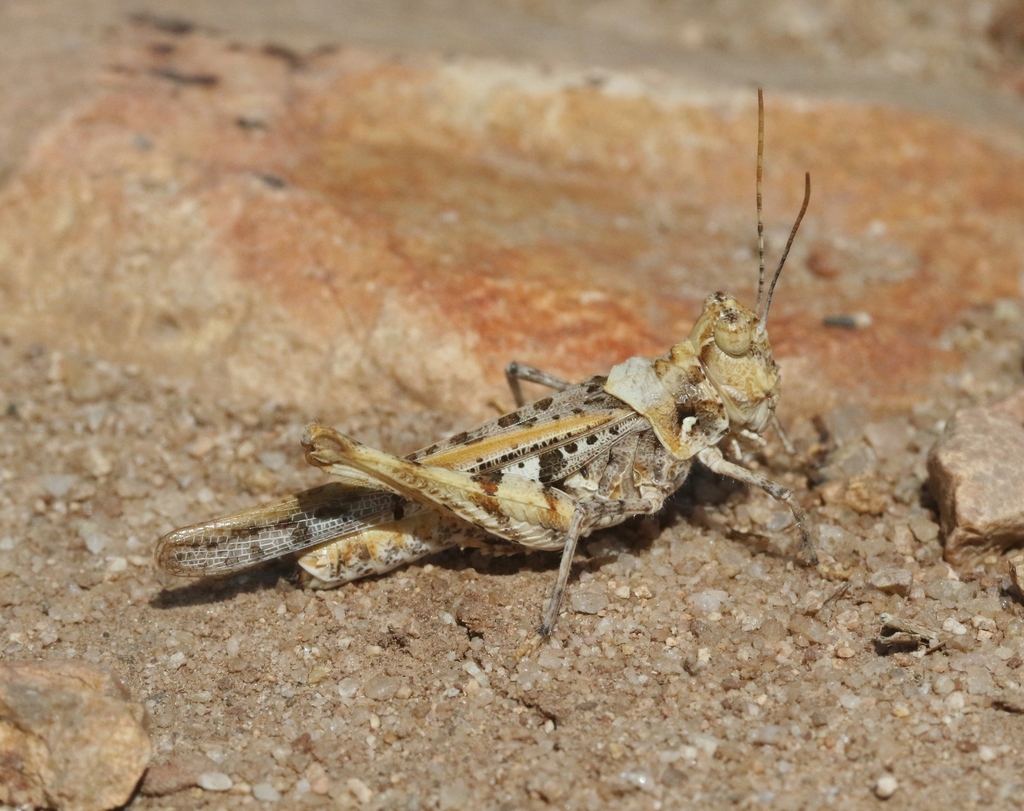 Saussure's Desert Grasshopper