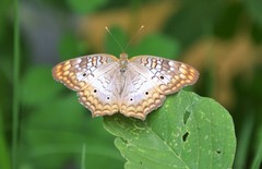 Anartia jatrophae