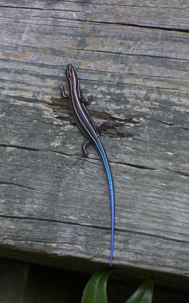 Common Five-lined Skink from Northeast Washington, Washington, DC, USA ...