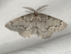 Nepytia pellucidaria