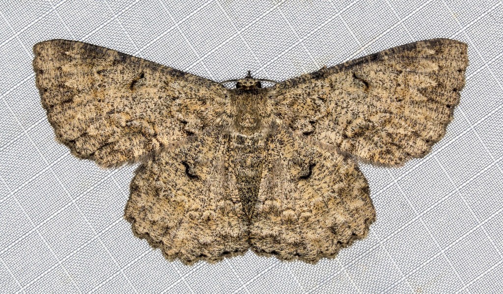Hypodoxa erebusata