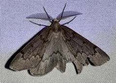 Nepytia pellucidaria