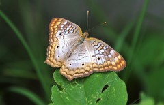 Anartia jatrophae