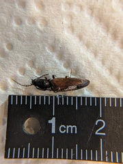 Acteniceromorphus volitans