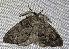 Nepytia pellucidaria