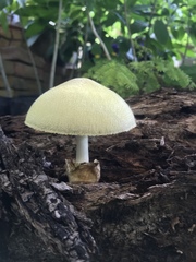 Volvariella bombycina flaviceps