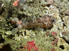 Batrachomoeus trispinosus