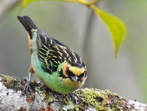 Golden-eared Tanager (Tangara chrysotis), photo 9