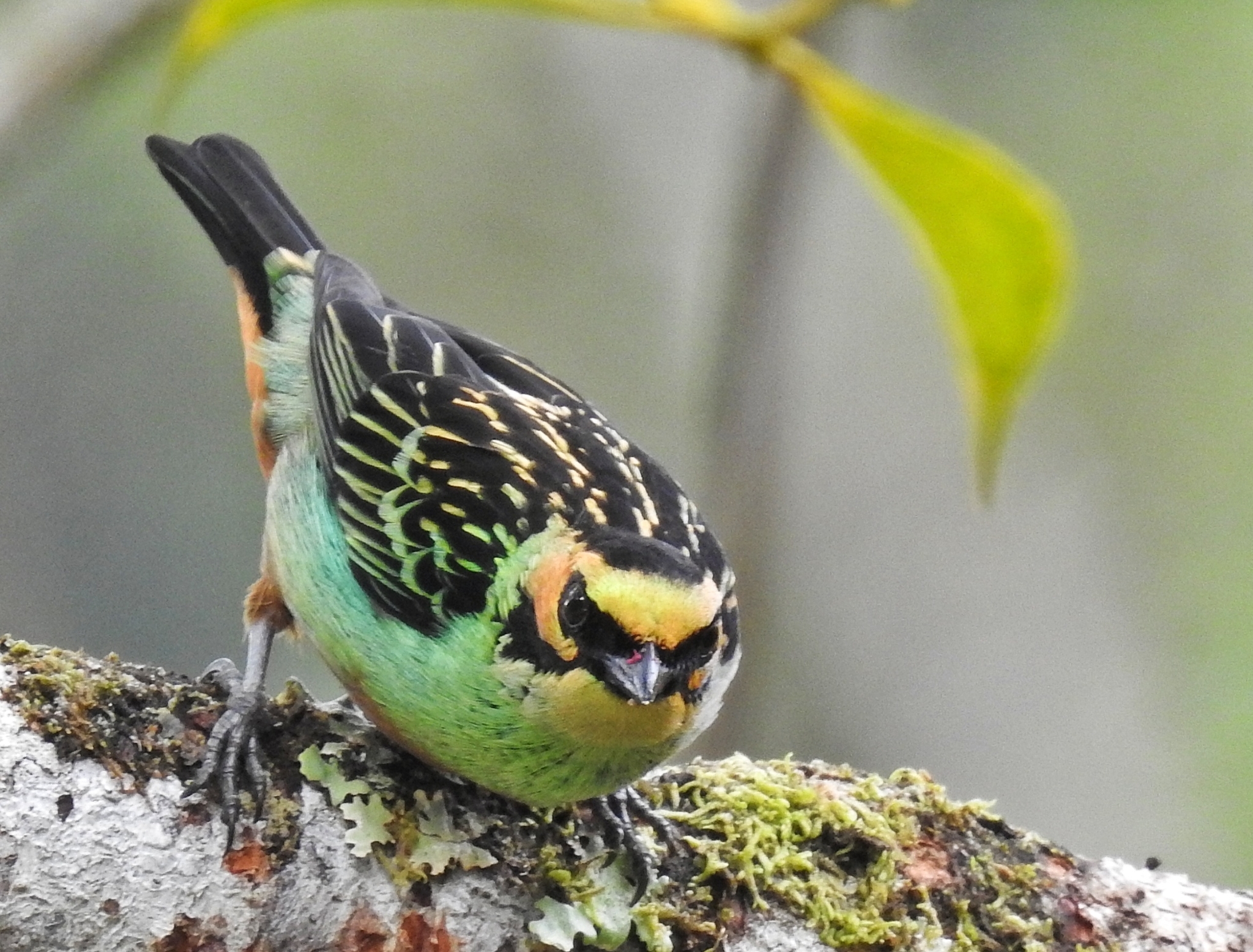 Golden-eared Tanager illustration