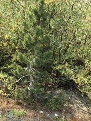 Pinus contorta murrayana