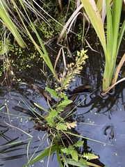 Rorippa hispida