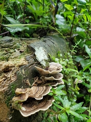 Trametes menziesii