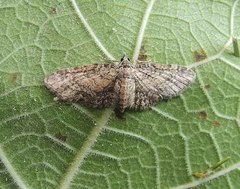Eupithecia inturbata