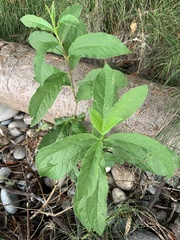Lonicera involucrata