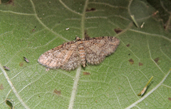 Eupithecia inturbata