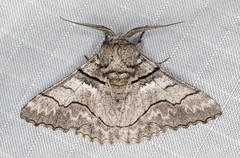 Hypobapta diffundens