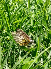 Tatochila xanthodice