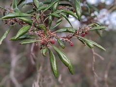 Comarostaphylis diversifolia diversifolia