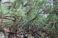 Pinus lawsonii