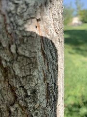 Jadera haematoloma