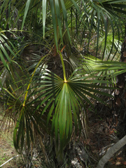 Coccothrinax argentata