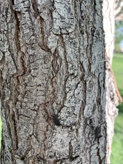 Jadera haematoloma