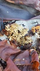Chondrus