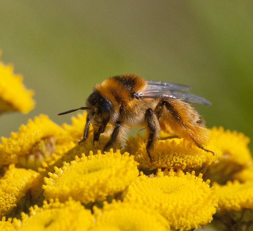 Common Pantaloon Bee, photo 5 of 10