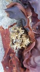 Chondrus