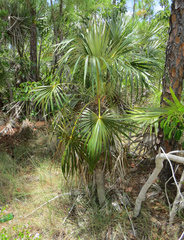 Coccothrinax argentata