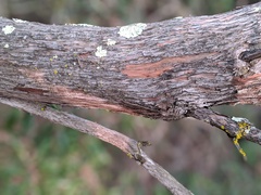 Comarostaphylis diversifolia diversifolia
