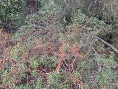 Comarostaphylis diversifolia diversifolia