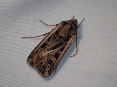 Euxoa flavidens
