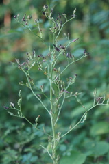 Lactuca canadensis