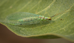 Chrysopa coloradensis