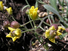 Physaria arctica