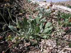 Physaria arctica