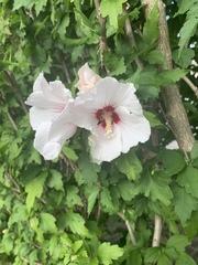 Hibiscus syriacus