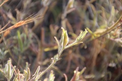 Cordylanthus pilosus